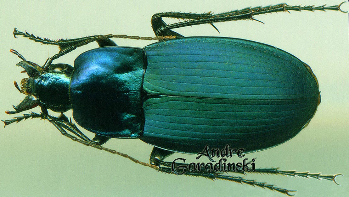 http://www.gorodinski.ru/carabidae/Holosoma opacum.jpg